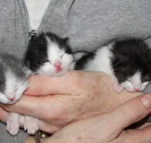 Cuidados esenciales para gatos recién nacidos