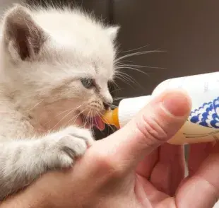 ¿Cuándo darle leche a un gato bebé? Descúbrelo aquí.