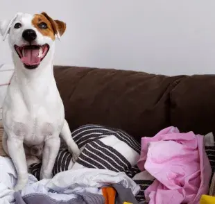 Mi perro baja la ropa del tendedero: Causas y soluciones
