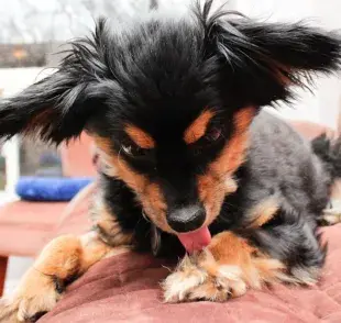 Cuida la salud de tu perro si se lame las patas continuamente