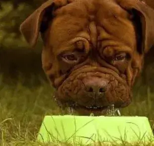 Los alimentos que tu perro podría ser alérgico