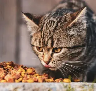 Esto es lo que debe contener la comida para gatos ideal según PROFECO