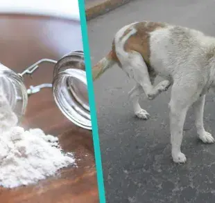 ¿Es el bicarbonato de sodio efectivo para la sarna en perros?