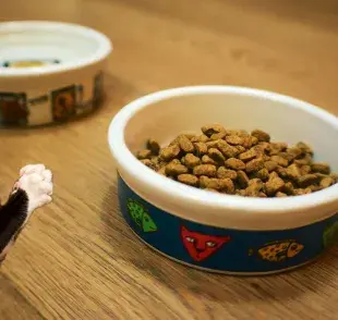 Descubre por qué separar los platos de comida de los gatos del agua es vital para su salud.