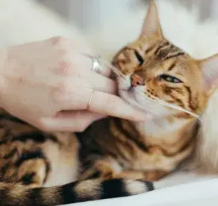 Acércate a un gato: comunícate con calma y respeto.