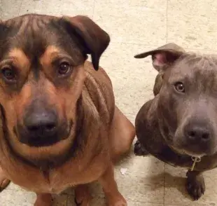 Quién es más protector? Descubre si el perro macho o la hembra protege mejor.