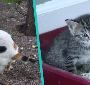 Diarrea en gatos: cambia su dieta para mejorar.
