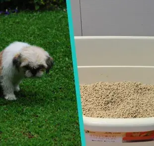 Trucos para que tu perro aprenda a usar la caja de arena