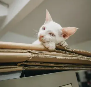 Debido a su anatomía, los gatos se pueden moldear en todas partes.