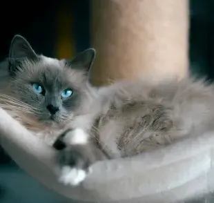Las razas de gatos grandes tienden a subir de peso.