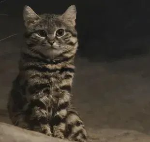 Características del gato patinegro: pequeño pero feroz
