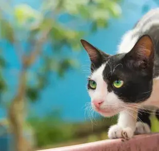 ¿Pueden los gatos oler el miedo?