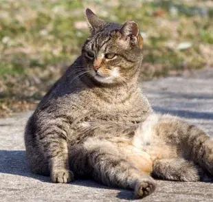 ¿Por qué tu gato está sentado así?