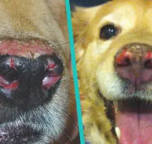 ¿Cómo afecta el lupus el cuerpo de tu perro?