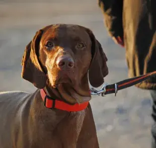 Accesorios para perros