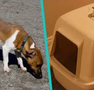 La caja de arena para perro, una solución práctica.