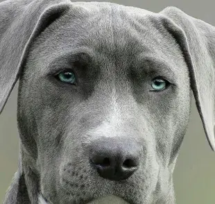 Si tu perro tiene problemas de equilibrio, puede ser un mal en los oídos.