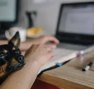 La presencia de un perro en el trabajo crea un ambiente positivo.