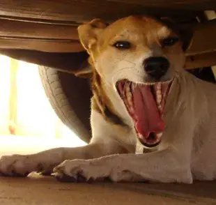 ¿Por qué algunos perros desconocen a sus dueños? Conoce las causas y soluciones.