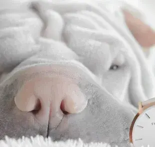 Shar Pei, entre las razas con más problemas de la piel por sus arrugas.