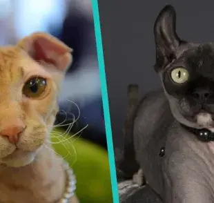 5 razas de gatos que no tienen pelo y no son el gato egipcio