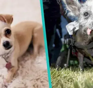 Razas de perros que viven más: ¿Qué raza puede ser tu mejor compañero?