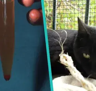 ¿Por qué mi gato orina sangre? Descubre las causas más comunes y cuándo acudir al veterinario.