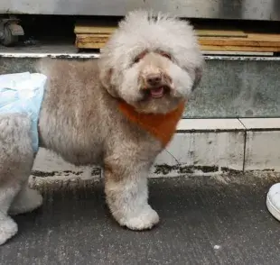 ¿Desechable o reutilizable? Descubre los tipos de pañales para tu perro.