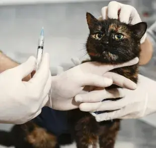 ¿Cada cuánto desparasitar a tu gato? Información clave