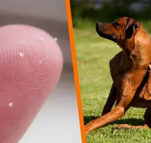 Huevos de pulgas o suciedad: ¿cómo diferenciarlos?