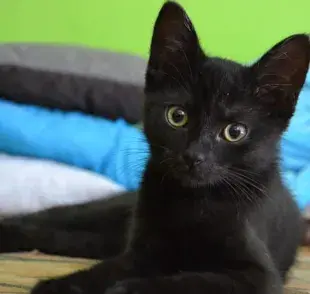 Día del Gato Negro: consiente a tu minino