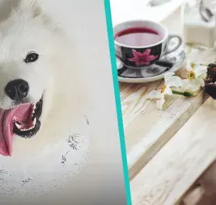 Perros tienen que conseguir trabajo en China: ¡La historia de OK!