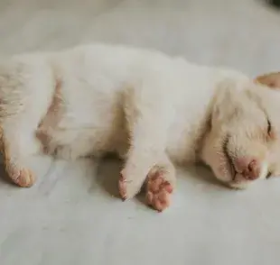 ¿Los perros recuerdan su infancia?