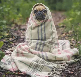 Problemas respiratorios en perros: mantén a tu perro seco y caliente para prevenir complicaciones.