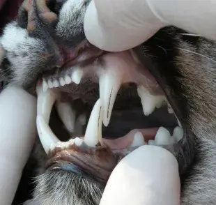 A los gatos se les caen los dientes: ¡Aprende cómo prevenirlo!