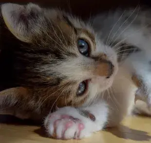 La curva de crecimiento: A qué edad dejan de crecer los gatos