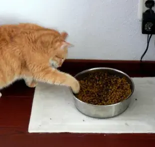 No dejes el plato de comida todo el día