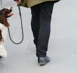Beneficios de pasear a tu perro: exploración y diversión asegurada