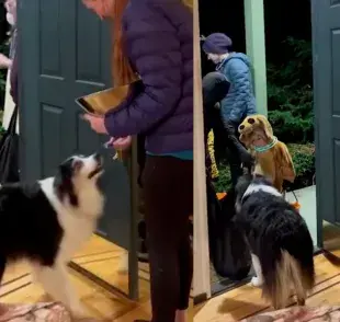 El video causó sensación por lo tierno e inteligencia del Border Collie.