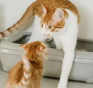 ¿Cuántos areneros para gatos necesitas?