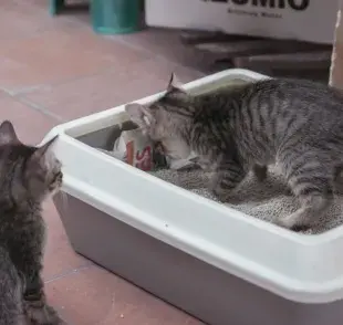 ¿Problemas con el arenero para gato?