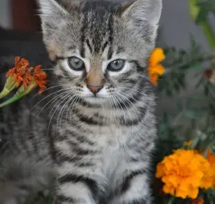 ¿Cempasúchil tóxico para gatos?