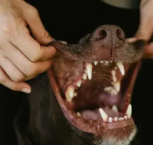 Aprende a identificar enfermedades revisando las encías de tu perro.