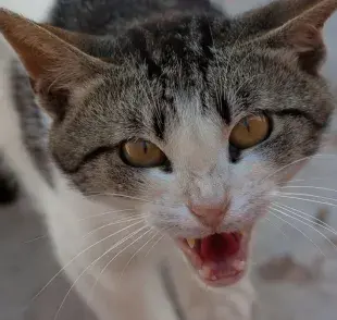 Cómo modificar el comportamiento en gatos agresivos