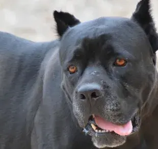 Mutilar por estética es ilegal: No cortes las orejas de tu perro.