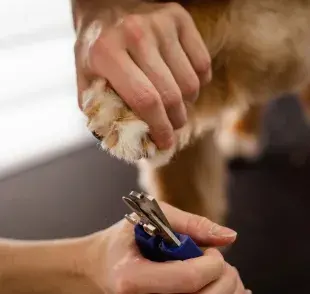 A los perros les puede doler al caminar si no le cortas las uñas.