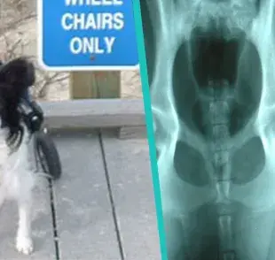 ¿Sabías que la acupuntura ayuda a perros con displasia de cadera?