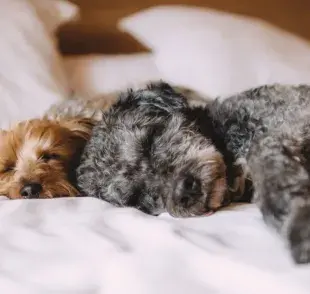 El tamaño de la cama sí importa, también la comodidad que puede ofrecerle a tu perro.