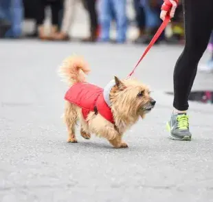 ¿Cuánto tiempo necesita cada perro para un paseo ideal?
