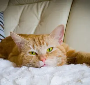 Descubre los beneficios de dormir con tu gato.